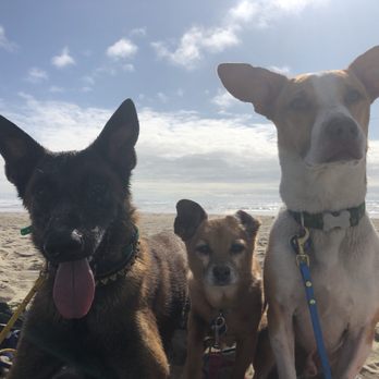 Frolic Dog Training - Training field trip to the beach! - Pet Training Near Me Frolic Dog Training - Training field trip to the beach! - Pet Training Near Me