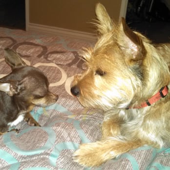 Weho Wags - Dog Walkers Near Me - West Hollywood, California Weho Wags - Dog Walkers Near Me - West Hollywood, California