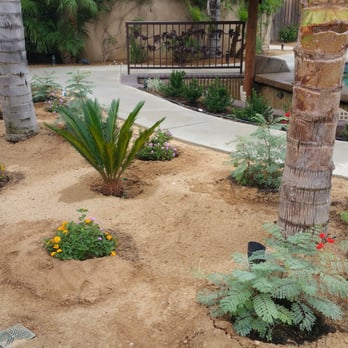 Moon Valley Nurseries - Mexican Birds of Paradise, Lantana,Queen Palms and Sago - Nurseries & Gardening Near Me - Murrieta, California Moon Valley Nurseries - Mexican Birds of Paradise, Lantana,Queen Palms and Sago - Nurseries & Gardening Near Me - Murrieta, California