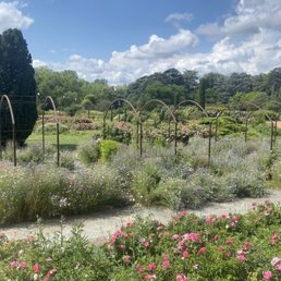 Rose Garden Rose Garden