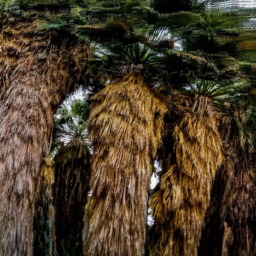 Coachella Valley Preserve - Huge palm trees - Hiking Near Me - Thousand Palms, California Coachella Valley Preserve - Huge palm trees - Hiking Near Me - Thousand Palms, California
