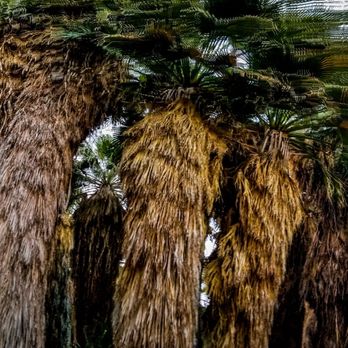 Coachella Valley Preserve - Huge palm trees - Hiking Near Me - Thousand Palms, California Coachella Valley Preserve - Huge palm trees - Hiking Near Me - Thousand Palms, California