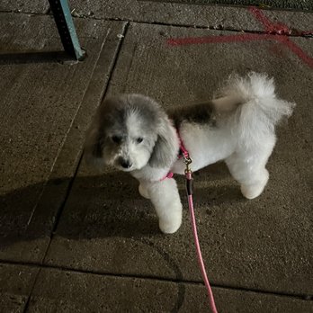 Reme's Oggi Pets - Aftee - Pet Groomers Near Me - New York, New York Reme's Oggi Pets - Aftee - Pet Groomers Near Me - New York, New York