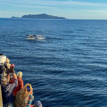 Island Packer Cruises - Humpback whale - Boating Near Me - Ventura, California