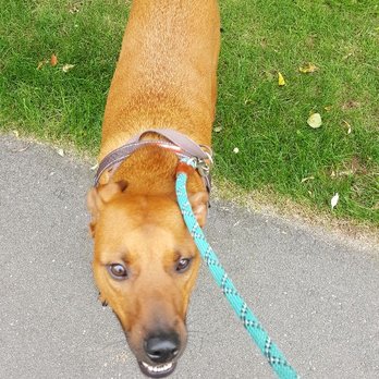 FurryFriends4Life - Pet Boarding Near Me