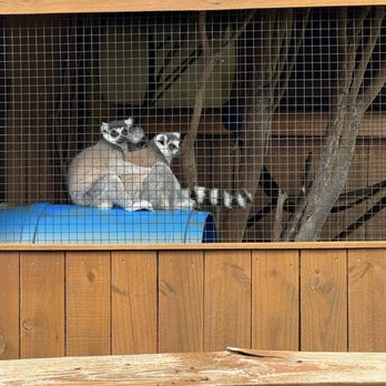 Tiger Safari - Zoos Near Me - Tuttle, Oklahoma Tiger Safari - Zoos Near Me - Tuttle, Oklahoma