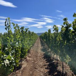 Cristom Vineyards - Immersion Tour
