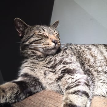 Koneko - Kittyyyy - Breakfast & Brunch Near Me - New York, New York