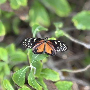 Butterfly Wonderland - Botanical Gardens Near Me - Scottsdale, Arizona