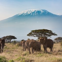 Cruise Planners - Oasis Travel And Cruise - African Safari