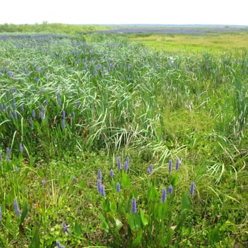Paynes Prairie Preserve State Park - As Far As The Eye Can See!!!-2014 - Parks Near Me - Micanopy, Florida