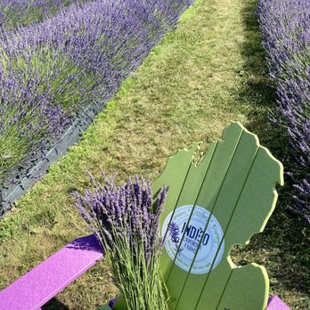 Indigo Lavender Farms - Lavender - Pick Your Own Farms Near Me - Imlay City, Michigan