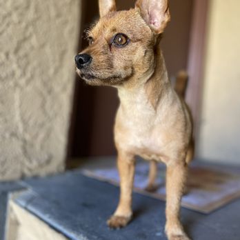 OC Pawtastic Grooming - Pet Groomers Near Me - La Palma, California