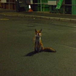 Bessemer Close municiple tip - fox at the tip