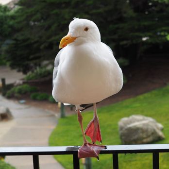 Monterey Bay Inn - Hotels Near Me - Monterey, California Monterey Bay Inn - Hotels Near Me - Monterey, California