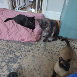 D's Happy Pets