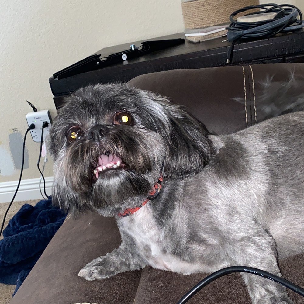 Calling All Paws - Pup - Pet Groomers Near Me - Las Vegas, Nevada Calling All Paws - Pup - Pet Groomers Near Me - Las Vegas, Nevada