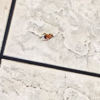 Subway - The owner amarjot her self stated she's known about the roach problem has people out to spray but they still have them - Sandwiches Near Me - Modesto, California