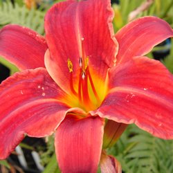 Ings Lane Garden & Water Garden Centre