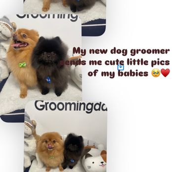 Groomingdale - They send text with pics too! - Pet Groomers Near Me - Los Angeles, California