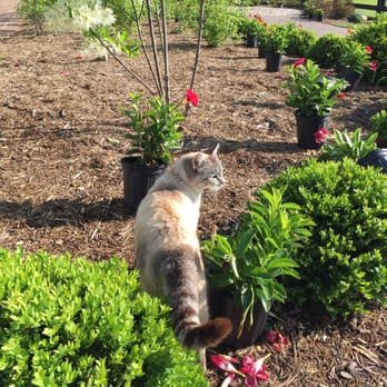 Maker's Mark Distillery - The distillery cat. She's a friendly hissy. She lives head scratches!! - Tours Near Me - Loretto, Kentucky