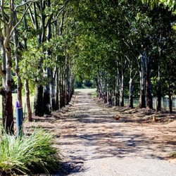 Blackwattle Farm - Long narrow dirt driveway - no lights at night - dangerous and dark