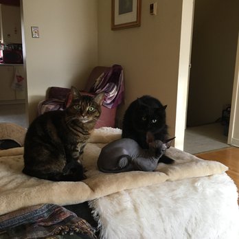 Bathurst Animal Hospital - Veterinarians Near Me - North York, Ontario Bathurst Animal Hospital - Veterinarians Near Me - North York, Ontario