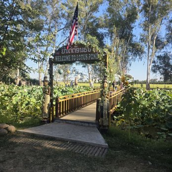 Lotus Pond - Bridge over the pond - Public Markets Near Me - Sanger, California Lotus Pond - Bridge over the pond - Public Markets Near Me - Sanger, California