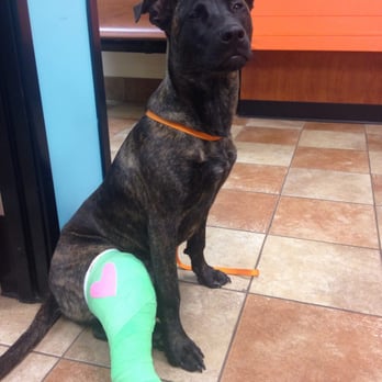 Banfield Pet Hospital - Shazam after getting his leg put in an awesome splint by the great staff at Banfield! - Veterinarians Near Me - Eugene, Oregon Banfield Pet Hospital - Shazam after getting his leg put in an awesome splint by the great staff at Banfield! - Veterinarians Near Me - Eugene, Oregon