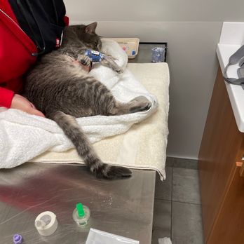 VEG ER for Pets - Private room for exam, catheter insertion, and blood draws. - Emergency Pet Hospital Near Me - Cambridge, Massachusetts