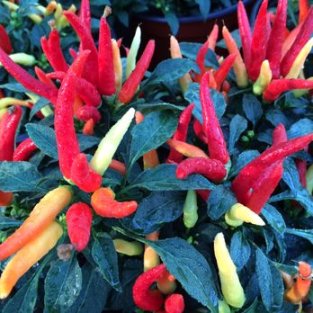Great Swamp Greenhouses - Ornamental Peppers - Nurseries & Gardening Near Me - Gillette, New Jersey Great Swamp Greenhouses - Ornamental Peppers - Nurseries & Gardening Near Me - Gillette, New Jersey