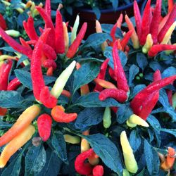 Great Swamp Greenhouses - Ornamental Peppers