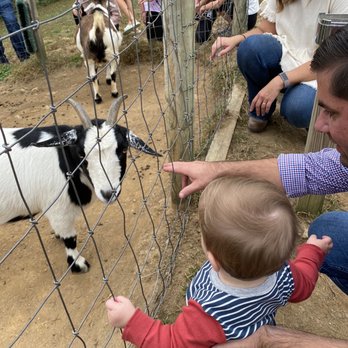 Fainting Goat Vineyards - They really do have goats! - Wineries Near Me - Jasper, Georgia Fainting Goat Vineyards - They really do have goats! - Wineries Near Me - Jasper, Georgia