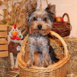 The Dog Shop