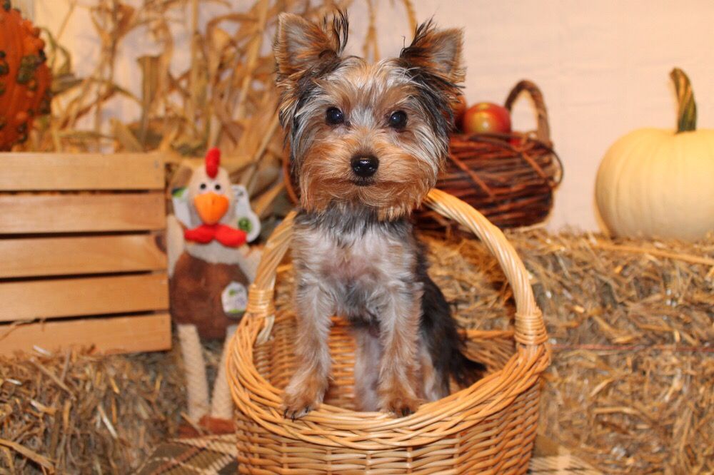 THE DOG SHOP Updated October 2024 38 Photos 492 Main Street