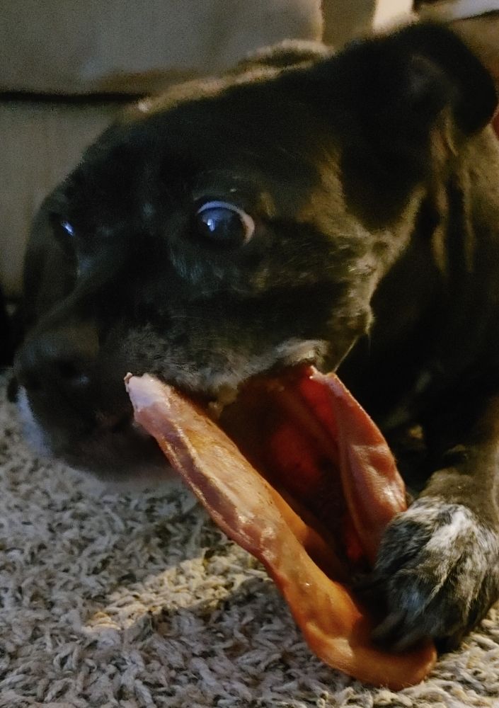 Homestead Pet Sitting - pet boarding facility in Vestavia Hills, AL