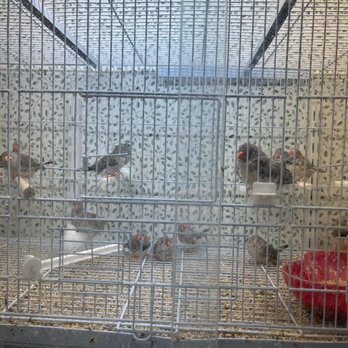 Pet Connection - Finches - Pet Stores Near Me - Gaffney, South Carolina