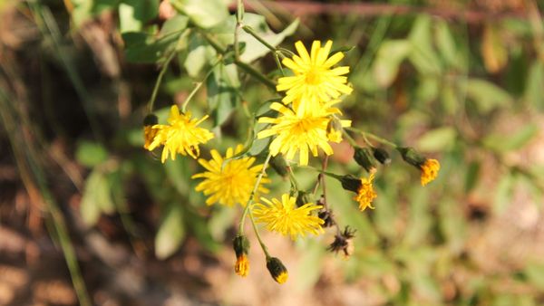 Walden Pond State Reservation by null