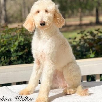 SouthEast Doodles - Pet Breeders Near Me - Concord, Georgia