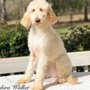 Photo of SouthEast Doodles