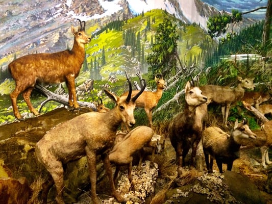 Museum of Natural History “Giacomo Doria” by null