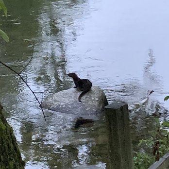 Riversedge Motel - A river otter near the motel. - Hotels Near Me - Cherokee, North Carolina