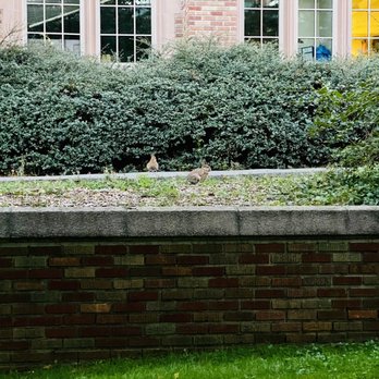 Mary Gates Hall - Bunnies!!! - Colleges & Universities Near Me - Seattle, Washington Mary Gates Hall - Bunnies!!! - Colleges & Universities Near Me - Seattle, Washington