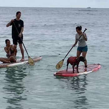 SUP DOG Hawaii - Paddle boarding fun with my dog, Ube ! - Paddleboarding Near Me - Haleiwa, Hawaii SUP DOG Hawaii - Paddle boarding fun with my dog, Ube ! - Paddleboarding Near Me - Haleiwa, Hawaii