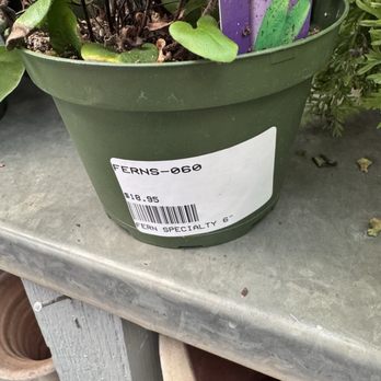 Tiny Boxwoods - New American Near Me - Houston, Texas
