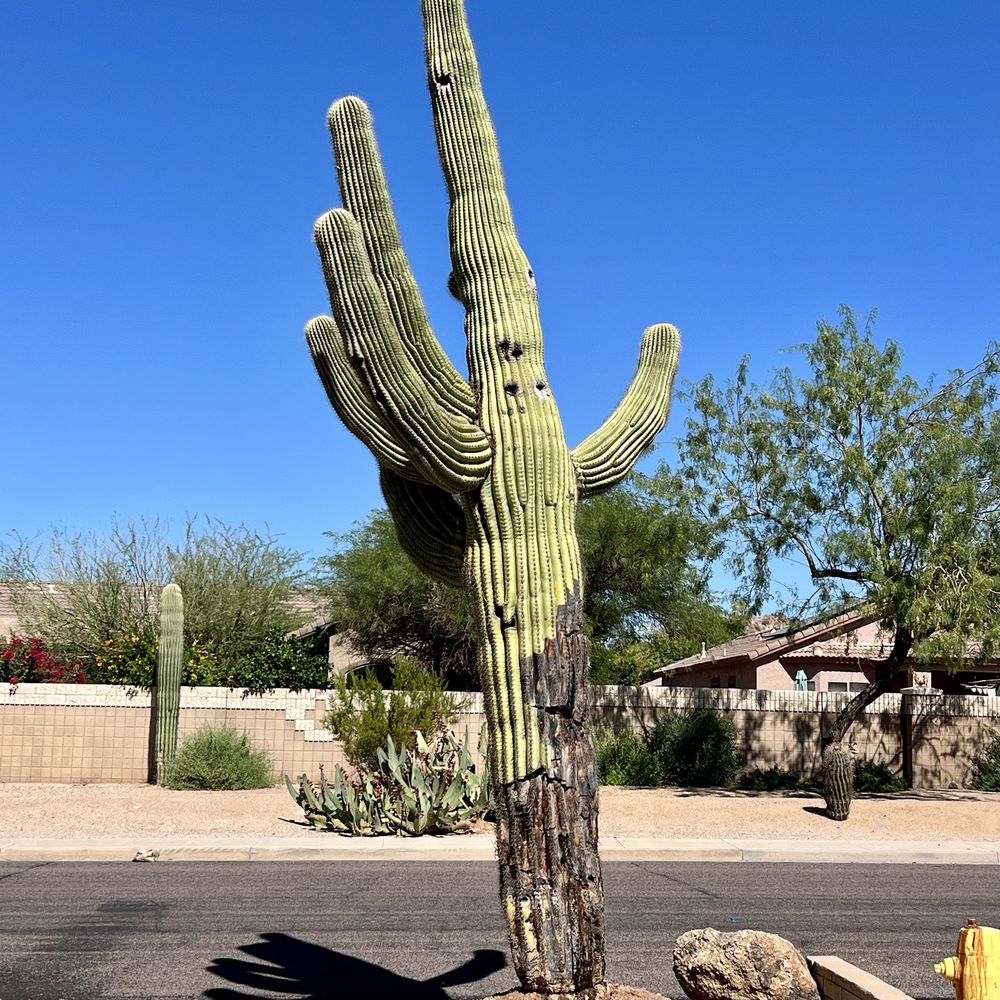 20' - 25' Saguaro showing the damage to its trunk 20' - 25' Saguaro showing the damage to its trunk