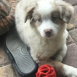 City Slickers Ranch - Toy And Mini Australian Shepherd Breeder - Mia 2/22/2019