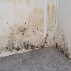 Gesundheit Air Quality Services - Mold can affect your health and well being.