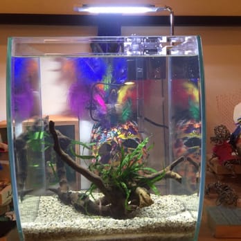 Aquarium Zen - Our aquarium from aquarium zen - Local Fish Stores Near Me - Seattle, Washington Aquarium Zen - Our aquarium from aquarium zen - Local Fish Stores Near Me - Seattle, Washington