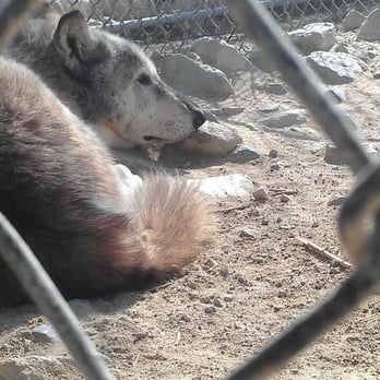 Wolf Mountain Sanctuary - Yawto. - Animal Shelters Near Me - Lucerne Valley, California Wolf Mountain Sanctuary - Yawto. - Animal Shelters Near Me - Lucerne Valley, California